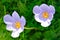 Two flowers of an autumn flowering crocus