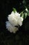 Two flowers and buds of white peony in the garden lit summer time