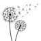 Two flowers dandelions silhouette