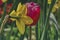 Two flowers drenched, yellow narcissus and a red tulip