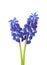 Two flowers of Muscari isolated on white background Grape Hyacinth