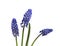 Two flowers of Muscari isolated on white background. Grape Hyacinth