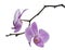 Two flowers of orchid, isolated phalaenopsis