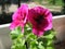 Two flowers of Regal Pelargonium PAC Candy Flowers Violet