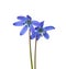 Two flowers of Siberian Squill (Scilla siberica) isolated on white background