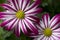 Two flowers striped chrysanthemum on a background of green leaves. Flower petals are pink and white. Selective focus