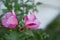 Two flowers Syrian hibiscus in the garden on a green blurred background close up