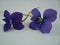 Two flowers of Viola sororia