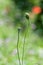 two flowers of wild poppy, bud and box, the birth of a flower