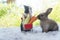 Two fluffy baby rabbits bunny eating fresh vegetable together in shopping cart on white carpet over green nature background.