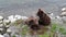 Two fluffy bear cubs sitting on the bank of the Brooks River in fall, Katmai National Park and Preserve, Alaska