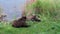 Two fluffy bear cubs sitting on the bank of the Brooks River grazing on grass, Katmai National Park and Preserve, Alaska