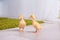 Two fluffy chicks walks in green carpet.Small newborn ducklings walking.Peeping newborn easter birds.