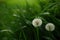 Two fluffy dandelion flowers grow in lush green grass