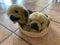 Two fluffy dog toys in a fabric basket