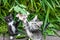 Two fluffy kittens playing on the grass. Little kittens are very active, funny animals.