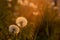 Two fluffy luminous round dandelions in the grass lit by the setting sun. Summer mood concept. The concept of freedom