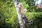 Two fluffy maine coon cats climbing up tree