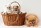 Two fluffy Pomeranian white and sable puppies are sitting in a basket next to an adult orange Pomeranian