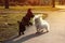 Two Fluffy Puppies humping and chasing each other in the park on a sunny day