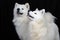 Two fluffy Samoyed dogs