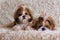 Two fluffy shih tzu dog on the sofa in the fluffy blanket
