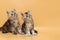 Two fluffy silver maine coon small kittens looking up