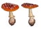 Two fly-agaric mushrooms on white