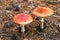 Two fly agaric poisonous mushrooms in autumn