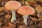 Two fly agarics right next to each other,up close.