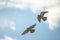 Two flying doves against the blue sky