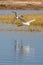 Two flying egrets