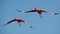 Two Flying Flamingos.