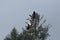 Two flying gray geese anser anser with tree and blue sky