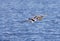 Two flying mallards, one female, one male