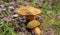 Two flywheel mushroom
