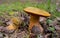 Two flywheel mushroom