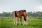 Two foal scratching each other in a meadow, summer time