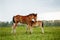 Two foal scratching each other in a meadow, summer time