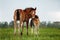 Two foal scratching each other in a meadow, summer time