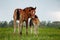 Two foal scratching each other in a meadow, summer time