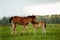 Two foal scratching each other in a meadow, summer time