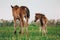 Two foals graze in the pasture. In the summer afternoon among dandelions