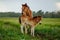 Two foals graze in the pasture. In the summer afternoon among dandelions