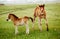 Two foals graze in the pasture. In the summer afternoon among dandelions