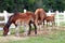 Two Foals and Mares