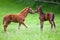 Two foals on the meadow