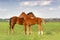 Two foals on pasture