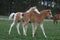 Two foals playing on pasture