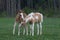 Two foals playing on pasture